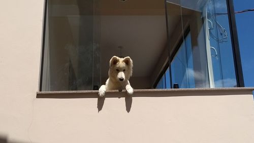 Low angle view of dog on glass window