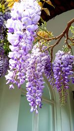 Close-up of purple flowers hanging on plant