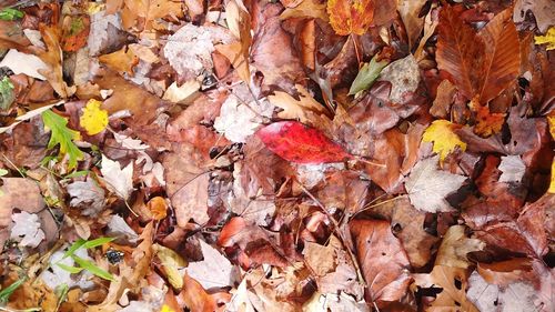 Full frame shot of fallen maple leaves