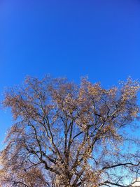 Low angle view of tree against clear blue sky