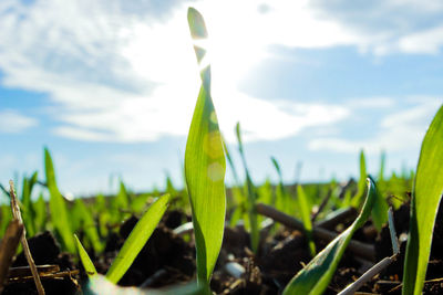 Close-up of plants growing on field against sky