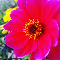 Close-up of flower blooming outdoors