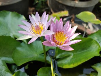 Close-up of lotus water lily in pond