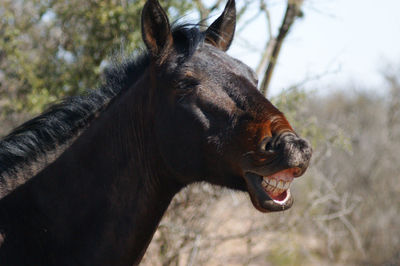 Close-up of a horse