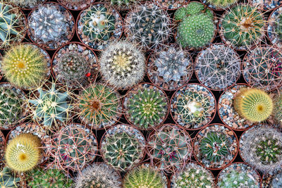 Top view of various cactus house plants selection. cactus plants background.