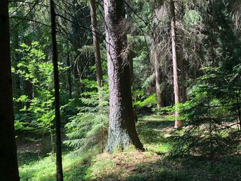 Trees in forest