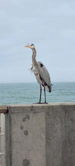 Heron perching on pier wall against sea