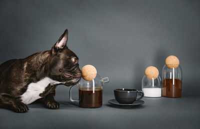 Close-up of a cute french bulldog dog smelling cofee pot against bottles with ingredients on table