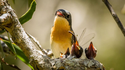 Close-up of bird perching on branch