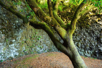 Low angle view of tree trunks in forest