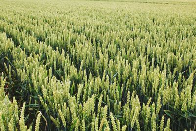 Scenic view of field