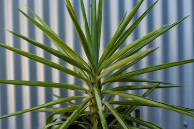 Close-up of fresh green plant