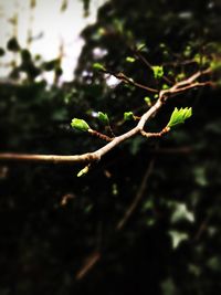 Close-up of grasshopper perching on tree