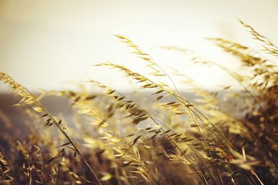 Close-up of plants growing on field