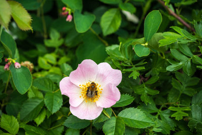 Close-up of pink flowers