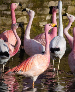 Flamingo with yellow beak