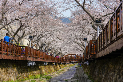 Elevated view of cherry blossom along canal