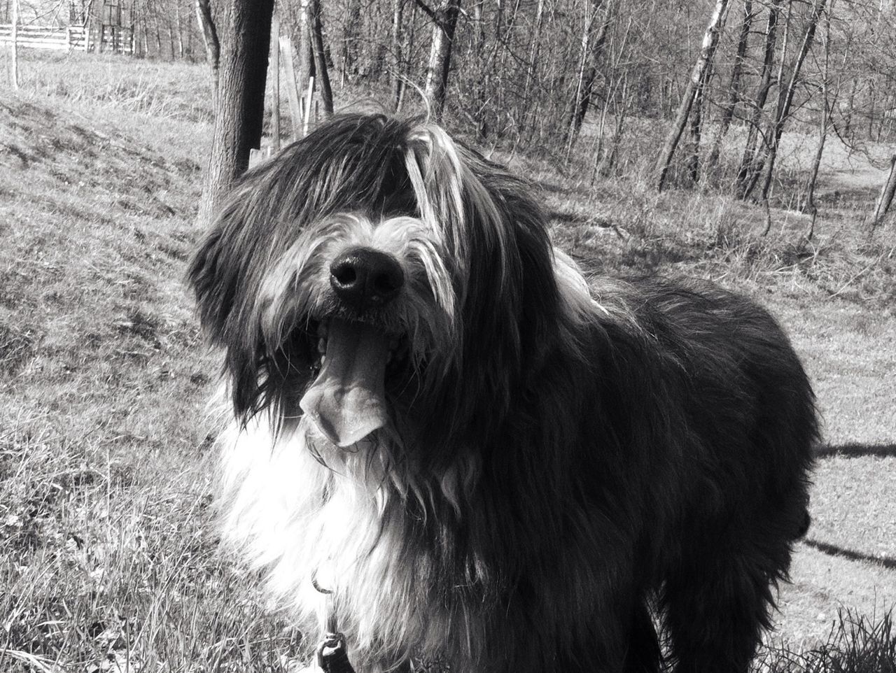 animal themes, mammal, domestic animals, dog, one animal, pets, field, grass, portrait, standing, day, looking at camera, outdoors, nature, tree, zoology, no people, animal head, sunlight, vertebrate