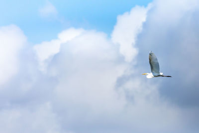 Low angle view of seagull flying in sky