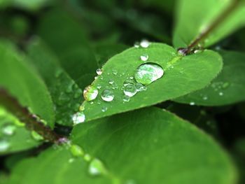 Close-up of water drops on leaf