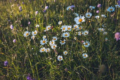 Flowers blooming on field