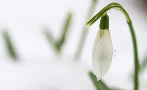 Close-up of white flower