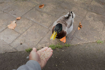 Low section of person feeding a duck