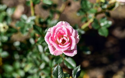 Close-up of pink rose