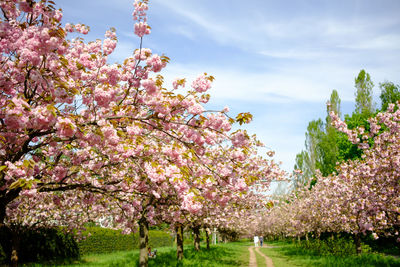 Cherry blossoms in spring against sky