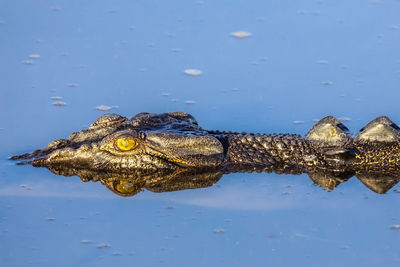 Close-up of saltwater crocodile floating on the river surface