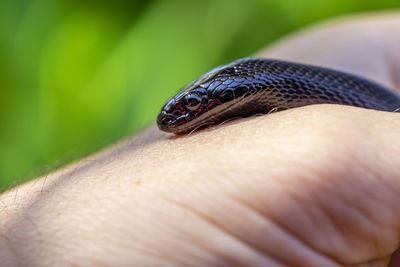 Close-up of human hand