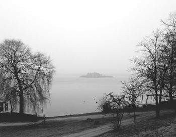 Bare trees by lake