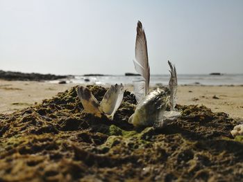 Close-up of driftwood on beach