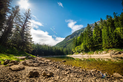 Scenic view of pine trees by lake against sky