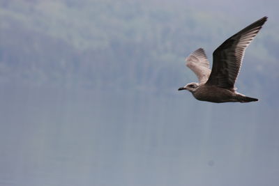 Low angle view of seagull flying