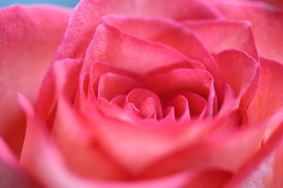 Close-up of pink rose