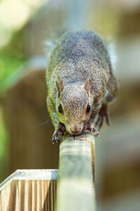 Close-up portrait of squirrel on railing