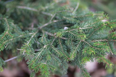 Close-up of pine tree