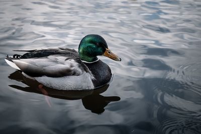 High angle view of mallard duck swimming in lake