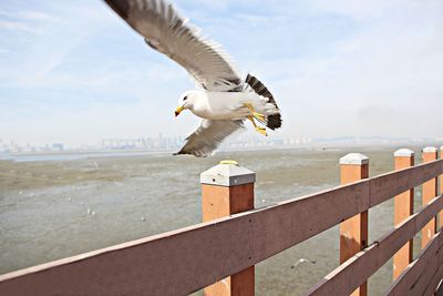 Seagull flying over sea
