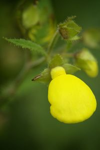 Close-up of flower against blurred background