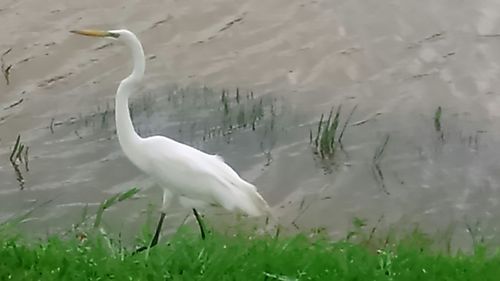 Bird in water