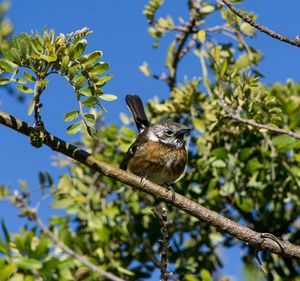 Low angle view of bird perching on tree against clear sky