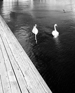 High angle view of swans swimming in lake