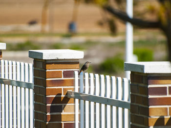 Close-up of bird on wood against blurred background