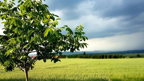 Tree on field against sky