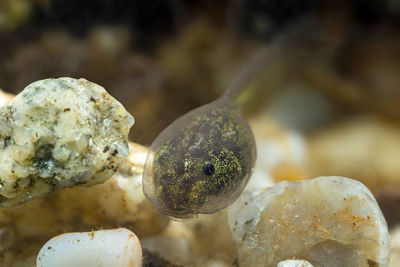 Close-up of turtle in aquarium