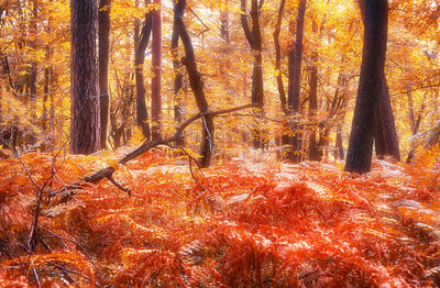 Scenic view of forest during autumn