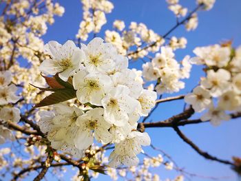 Low angle view of cherry blossoms against sky