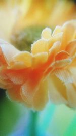 Close-up of yellow flower